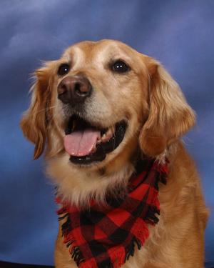 Therapy Dog, Bert